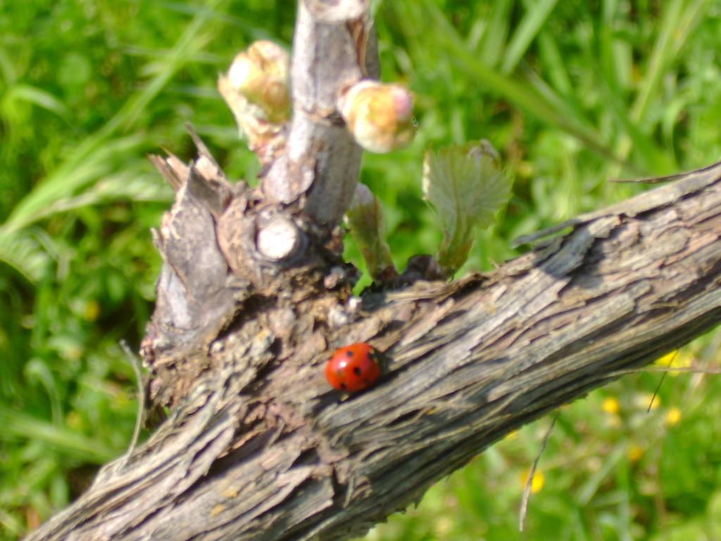 Agriturismo Il Santo Greve in Chianti Exteriör bild